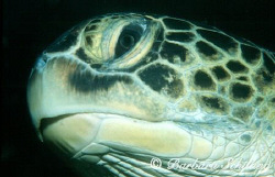 Portrait of a Green Turtle.  by Barbara Schilling 